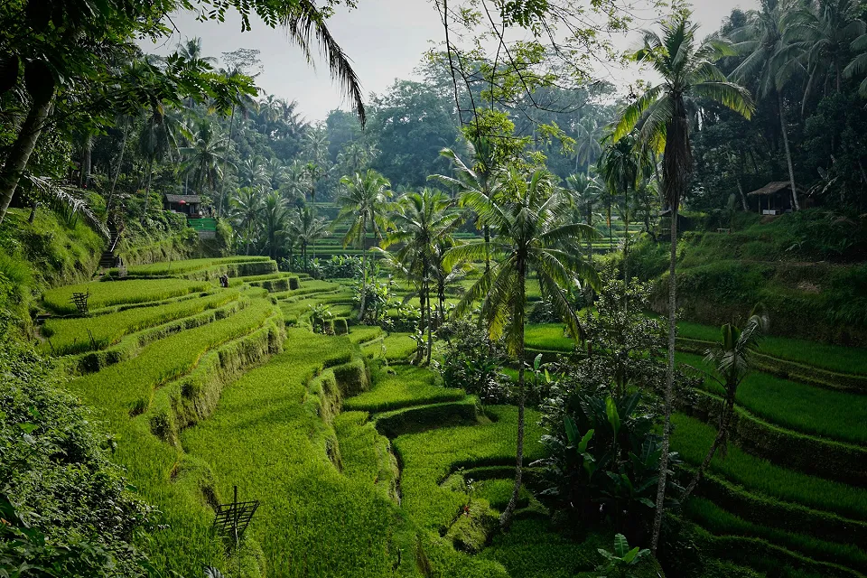 Green terraces among palms